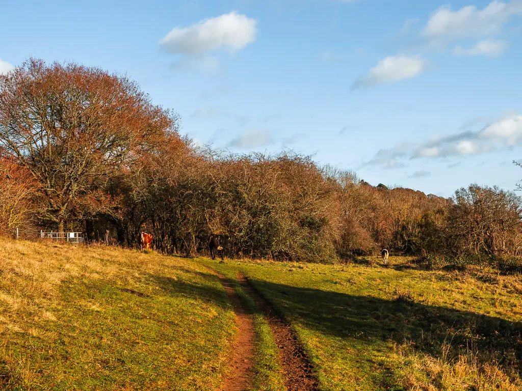 Two trail tracks through the field leading to the trees ahead and metal gate to the left.