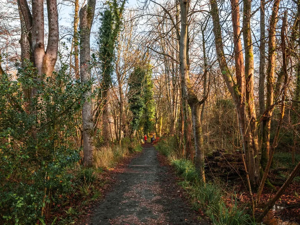 A trail path lined with tall trees on the walk through the Chilworth Gunpowder mills.