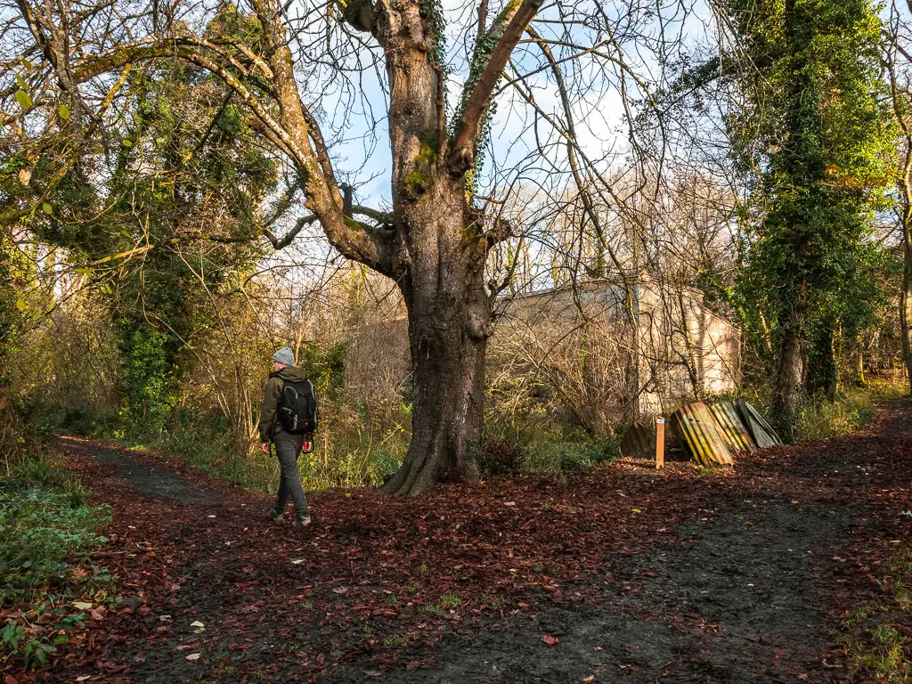 The trail path split, with a big tree in the middle and a man walking on the left trail.