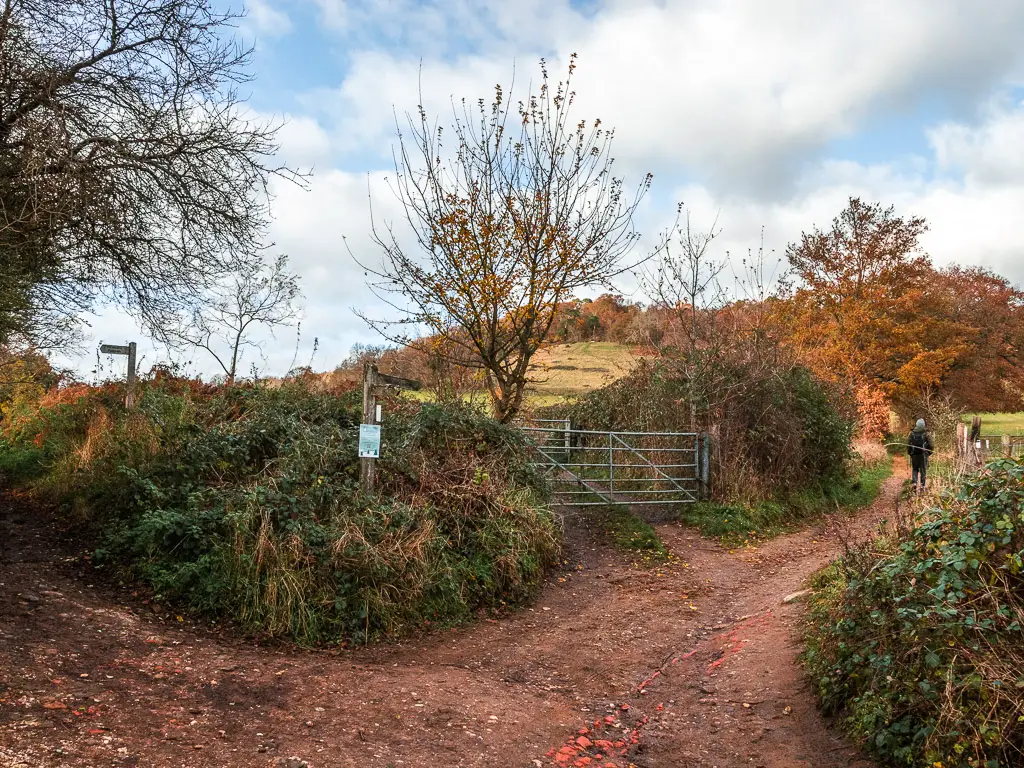 A dirt trail split and a man on a walk up the right trail towards Newlands Corner. The trails are lined with bushes.