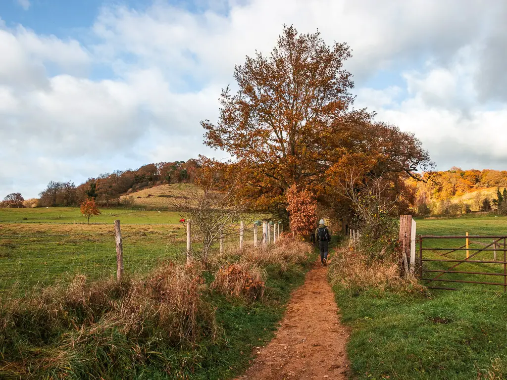 A man on a walk along a sandy type trail toward Newlands Corner and St Martha's Hill. The trial is lined with a fence on both sides and then a green grass field.