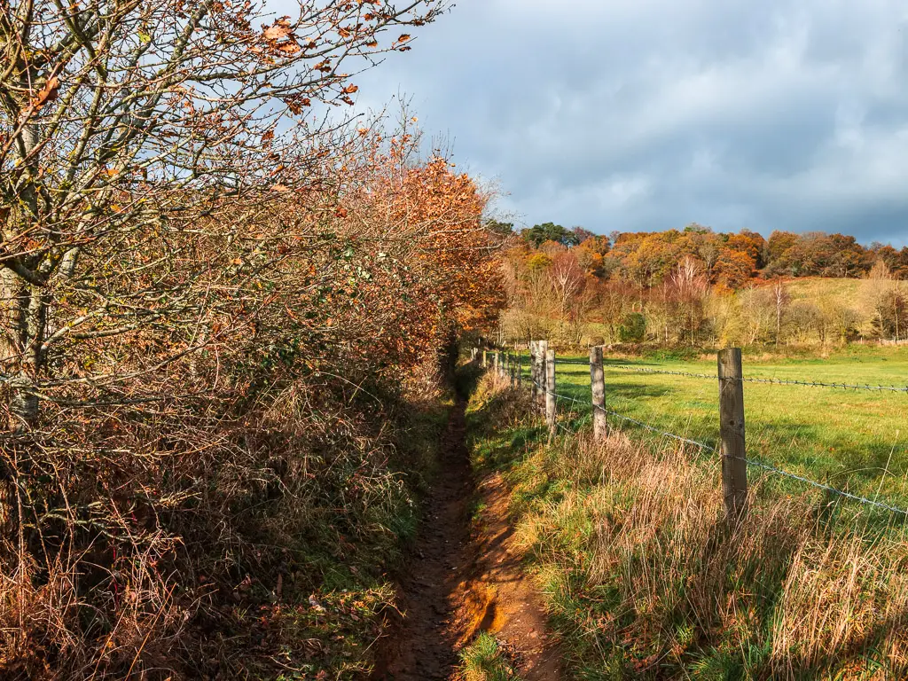 A very narrow dirt trail with a fence on the right and bushes on the left on the walk up towards Newlands Corner and St Martha's Hill.