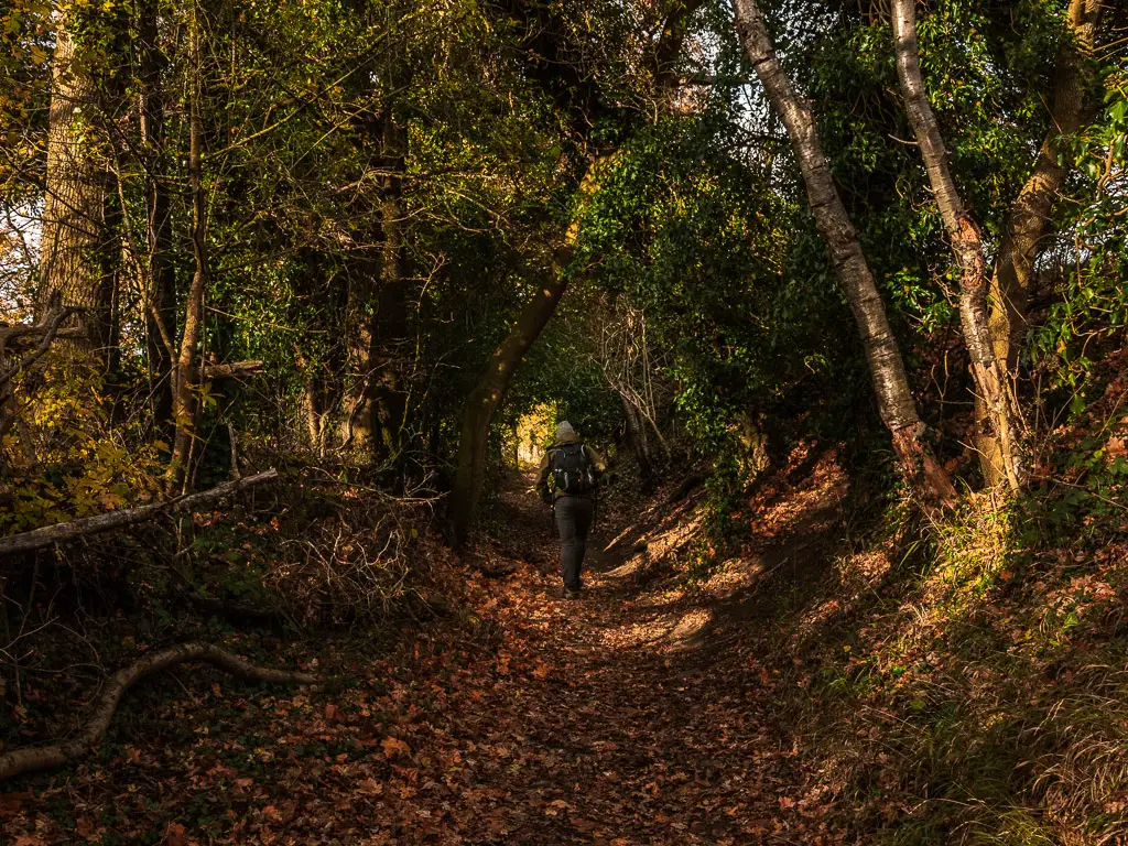 A man on a walk through a tree tunnel  on the route towards Newlands Corner.