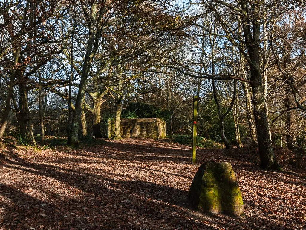 A ground covered in brown leaves in the woodland.