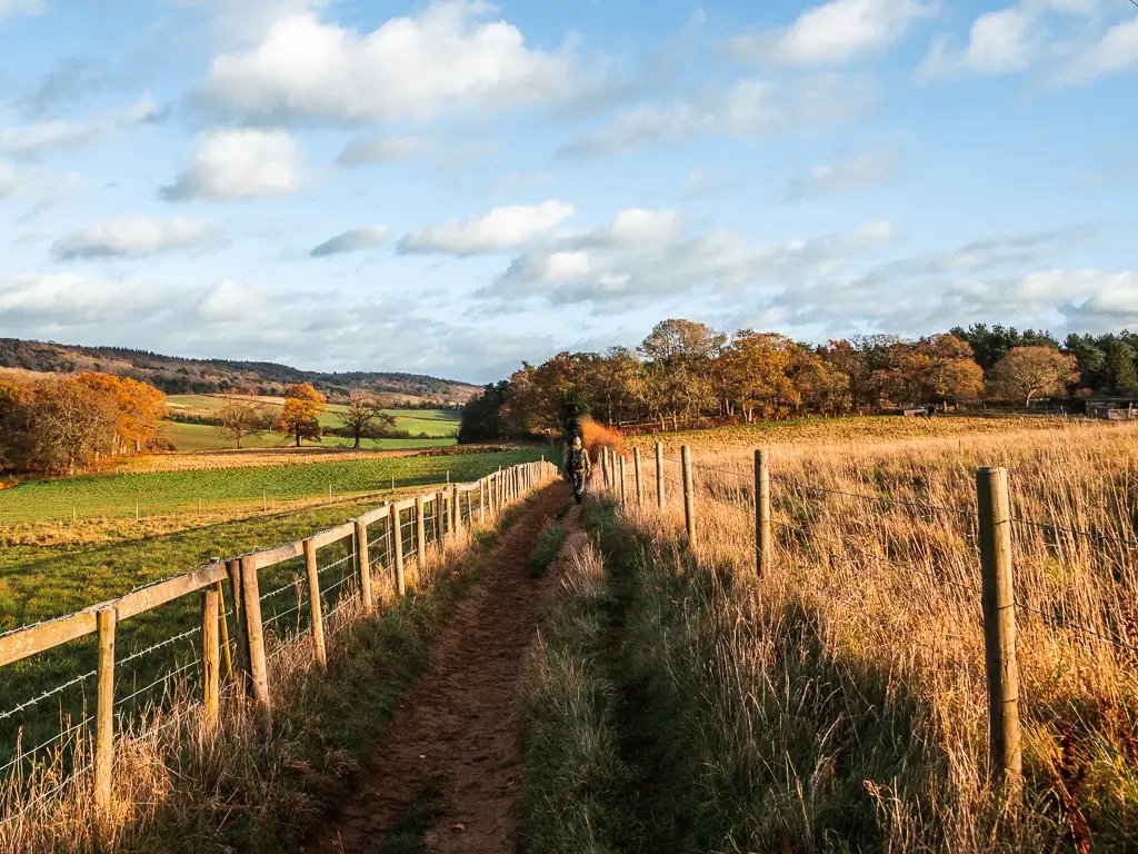 A narrow dirt trail on the walk towards Newlands Corner. There is a man walking along the trail. The trail is lined with a fence and field on either side.