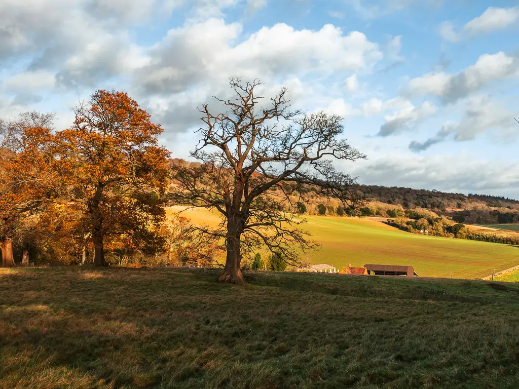 A leafless tree in a grass filed, there is a hill in the distance and more trees.