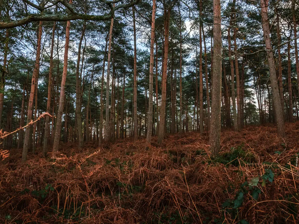 Woodland with thin tree trunks on the circular Newlands Corner St Martha's Hill walk.