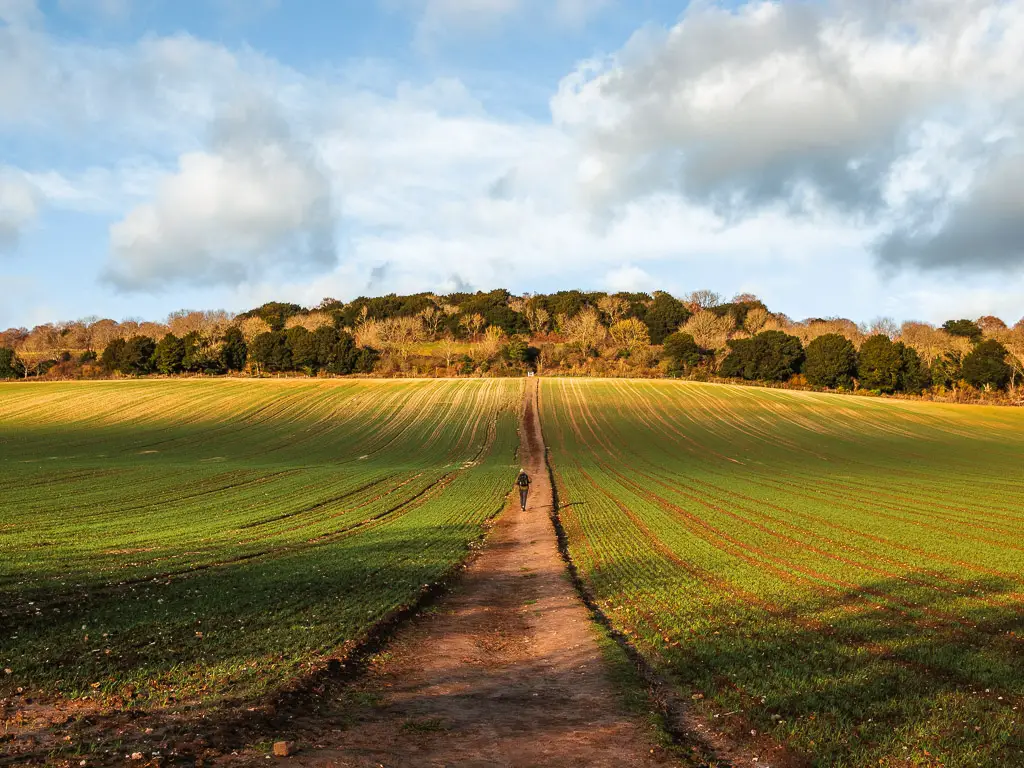 A man on a walk up the hill towards the trees of Newlands Corner.