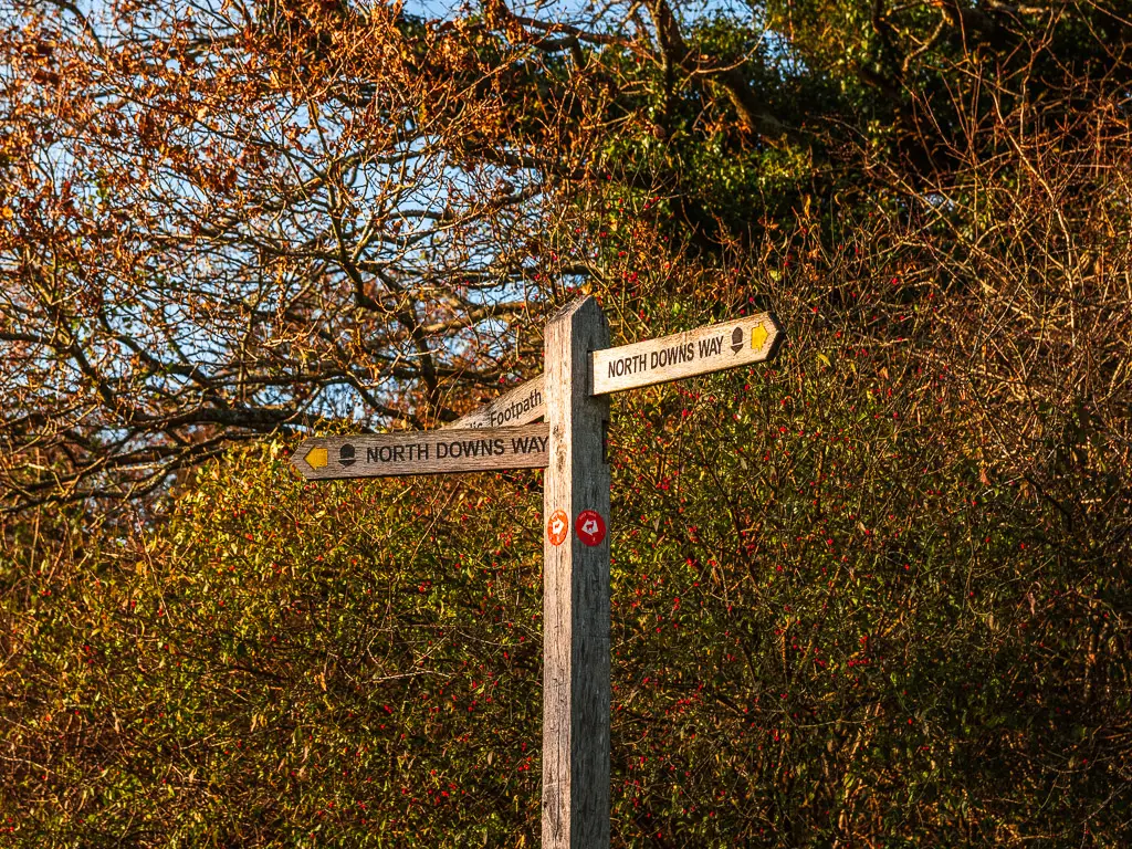 A wooden trail signpost in front of a hedge saying 'North Downs Way' on the walk away from Newlands Corner.