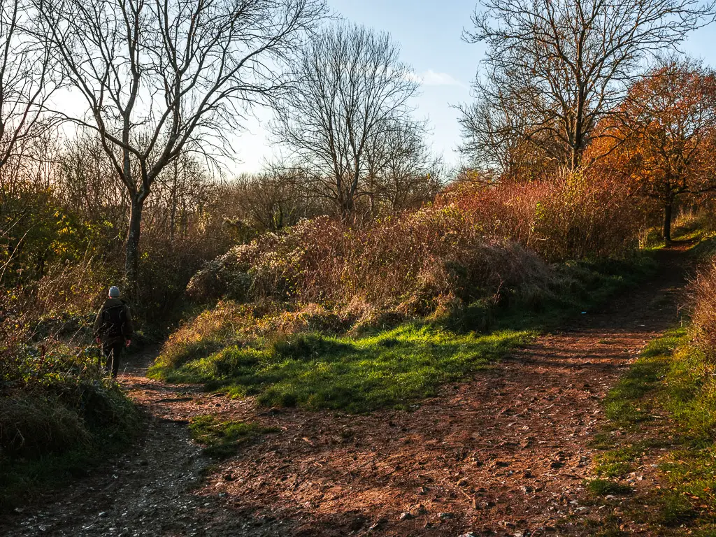 A dirt trail split surrounded by grass, trees and bushes on the walk away from Newlands Corner.