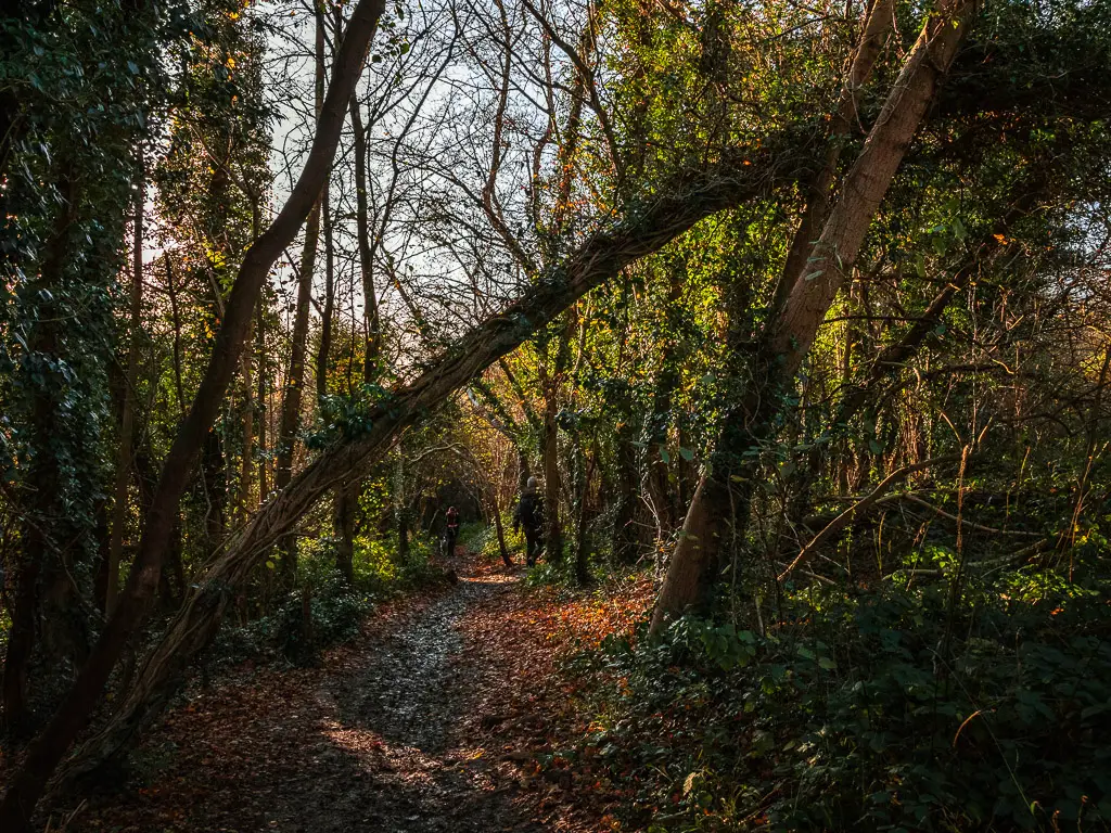 Woodland with a leaning tree trunk and leaf covered ground on the circular Newlands Corner, St Martha's Hill walk.