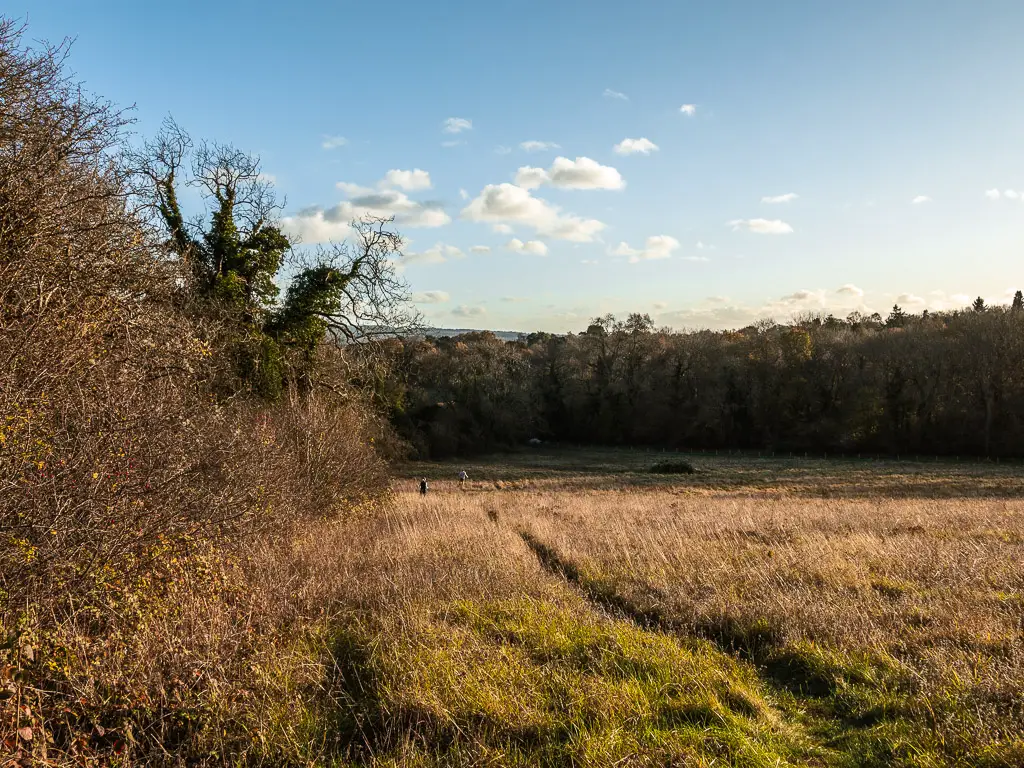 A field with a hedge to the left and trees on the other side ahead.