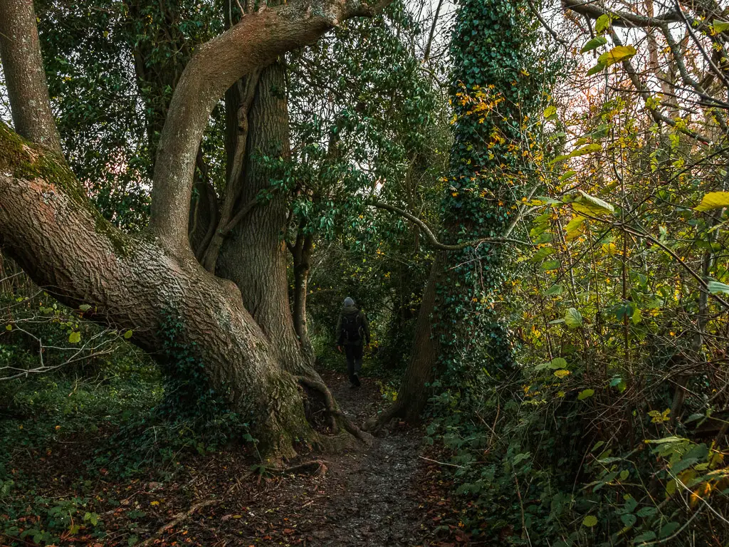 A man on a walk between the large trees and bushes on the way to St Martha's Hill from Newlands Corner..