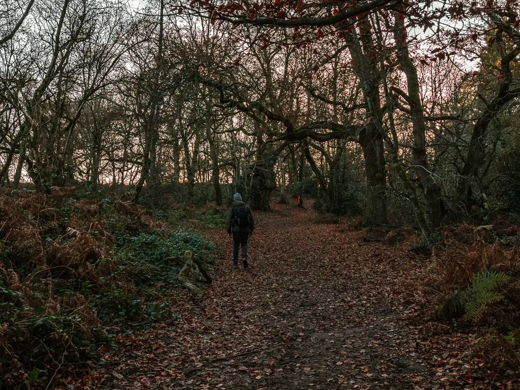 A man walking uphill through the woods.