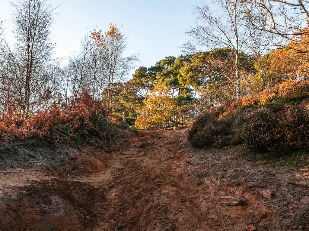 A sandy dirt trail leading uphill towards some trees.