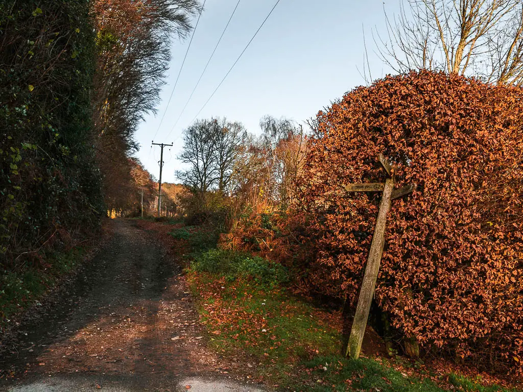 A leaning wooden trail signpost next to a hedge and a bridleway path on the walk towards hindhead and devil's punch bowl.