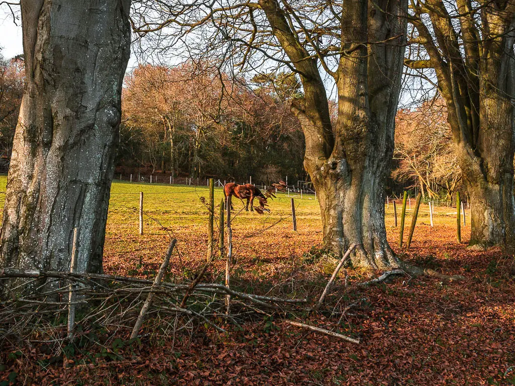 Looking through and opening between the thick tree trunks, to a horse grazing in a field. 