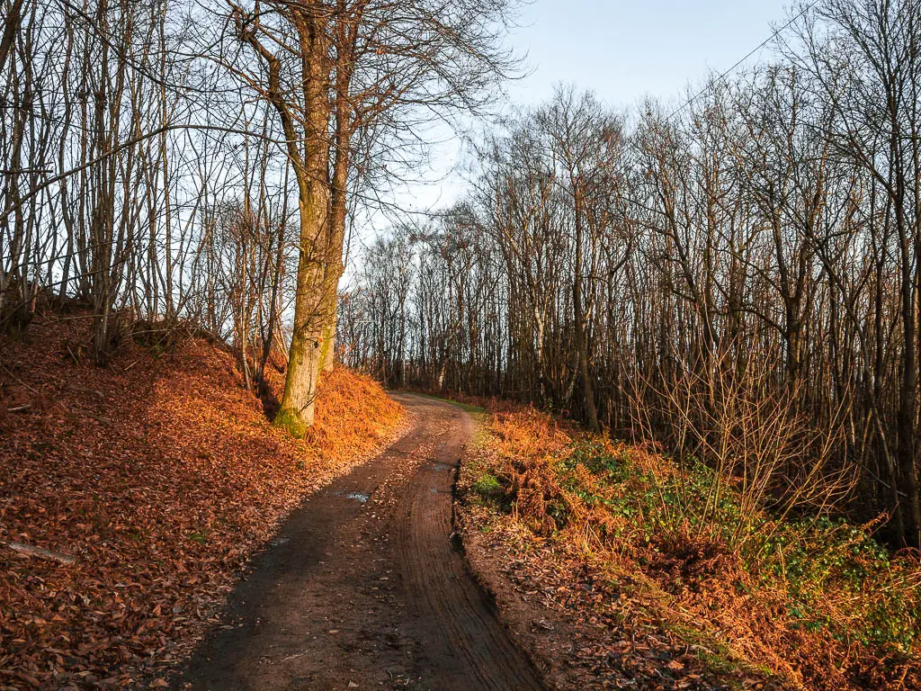 A bridgeway path snaking ahead and to the left on the walk towards hindhead and devil's punch bowl in Surrey. there is an uphill bank to the left, and downhill slope to the right.  There are lots of trees with leafless branches. 