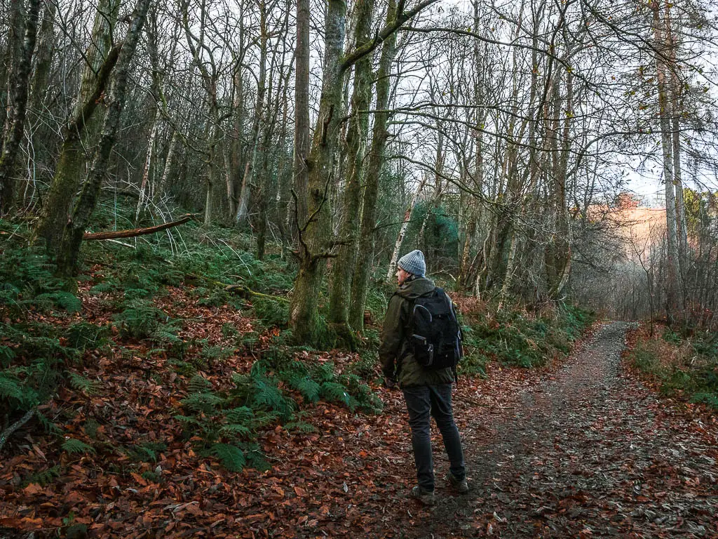 A man standing on a dirt trail looking into the woodland on the left on the walk towards hindhead and devil's punch bowl in Surrey.