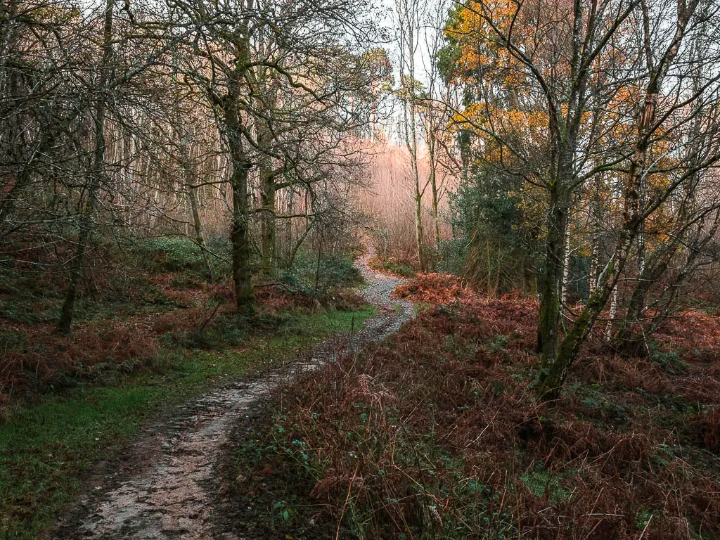 A narrow trail making ahead through the woodland.