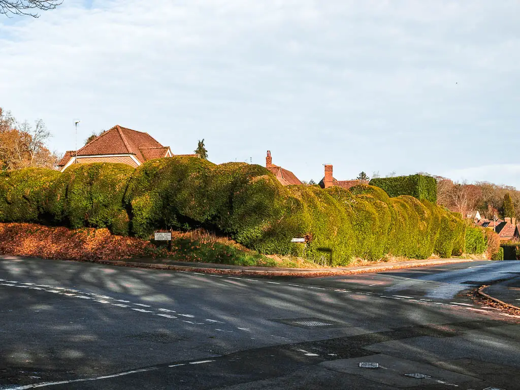 A road junction, with an unusually looking hedge on the corner.