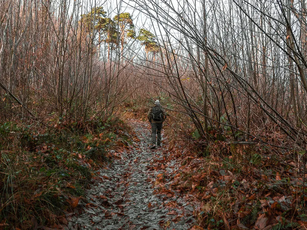 A man walking uphill on a trail covered in wet leaves. The trail is lines with lots of leafless branches. 