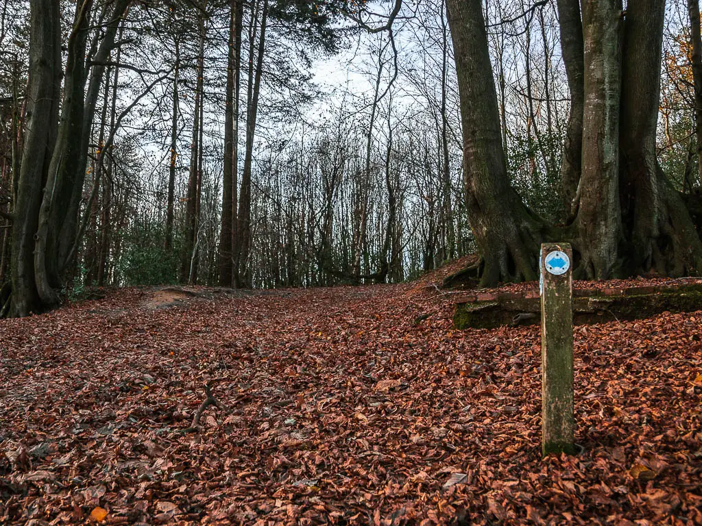 A trail signpost with a blue arrow on a leaf covered ground in the woodland.