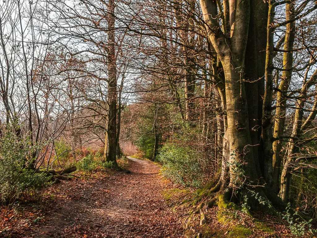 A trail covered in leaves through the woodland in the Surrey Hills.