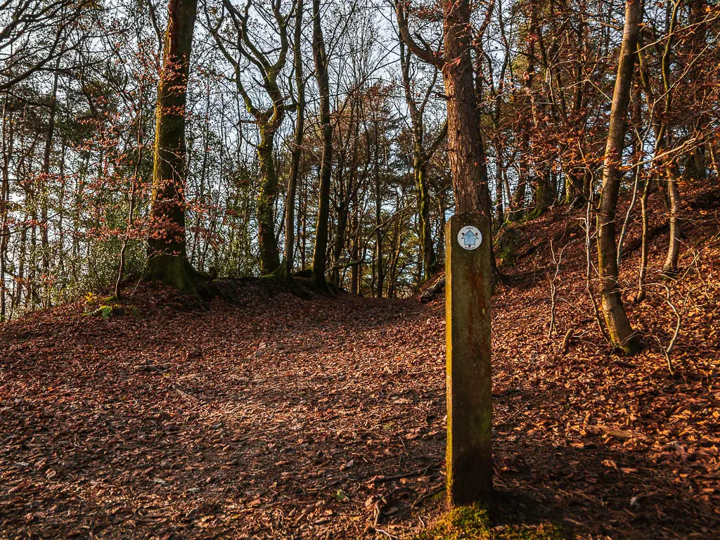 A trail signpost with a blue arrow pointing forwards to the leaf covered trail through the woods.