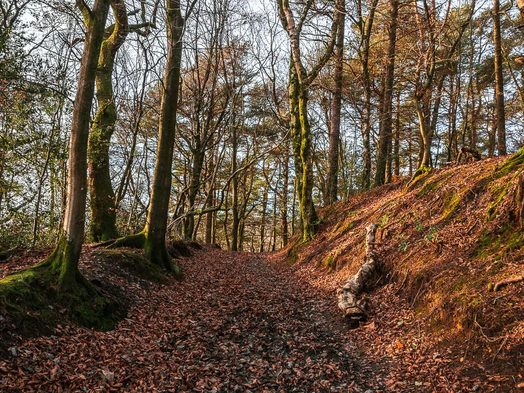 A muddy leaf covered trail surrounded by trees and an uphill bank to the right.