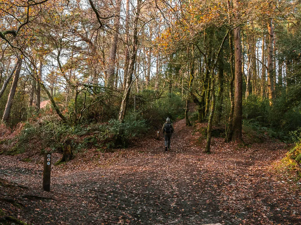 An opening in the woods with three trail directions. There is a man walking up the trail ahead.