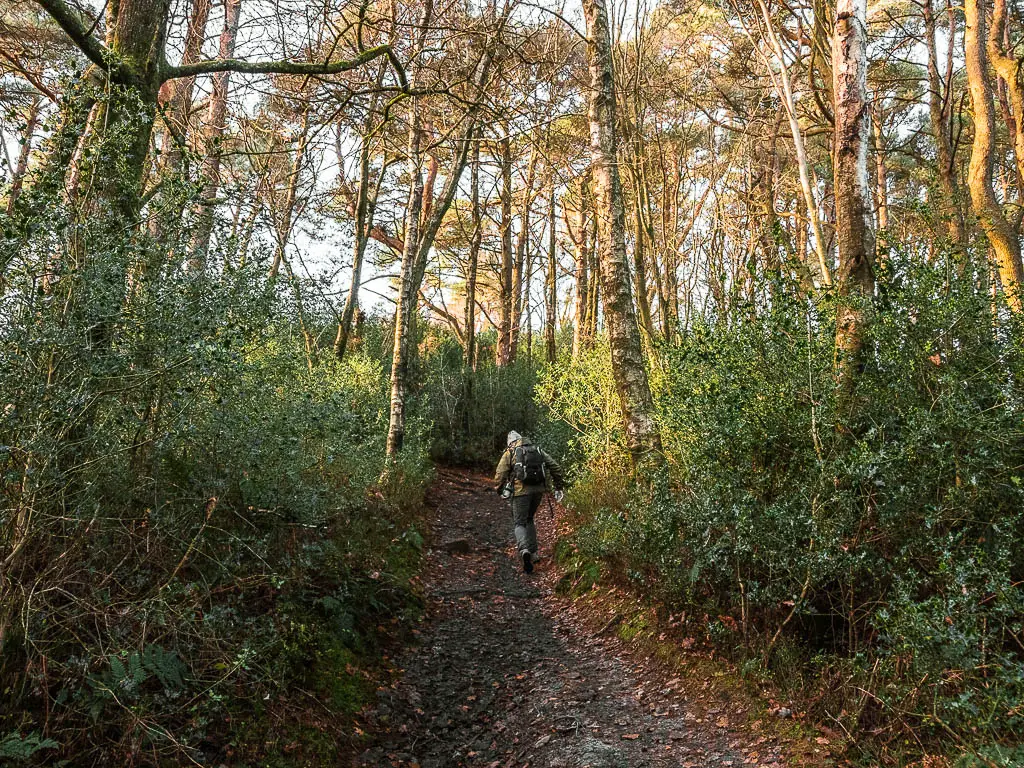 A man walking uphill with bushes and trees on either side on the walk to devil's punch bowl.