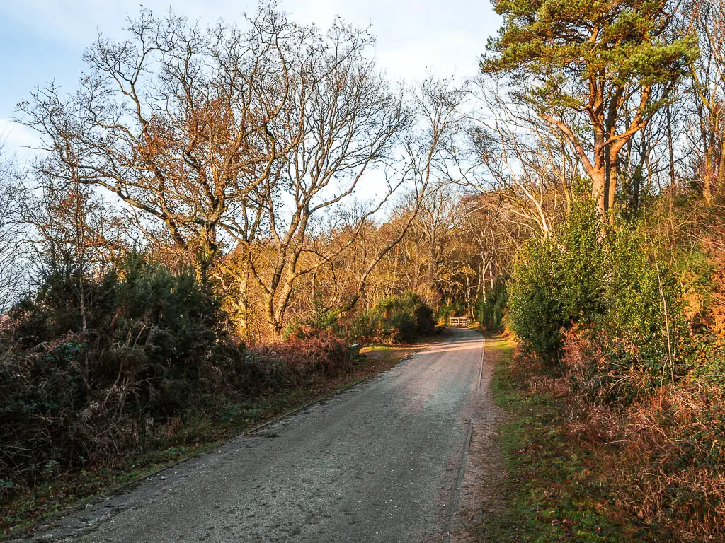 A road lined with bushes and trees.