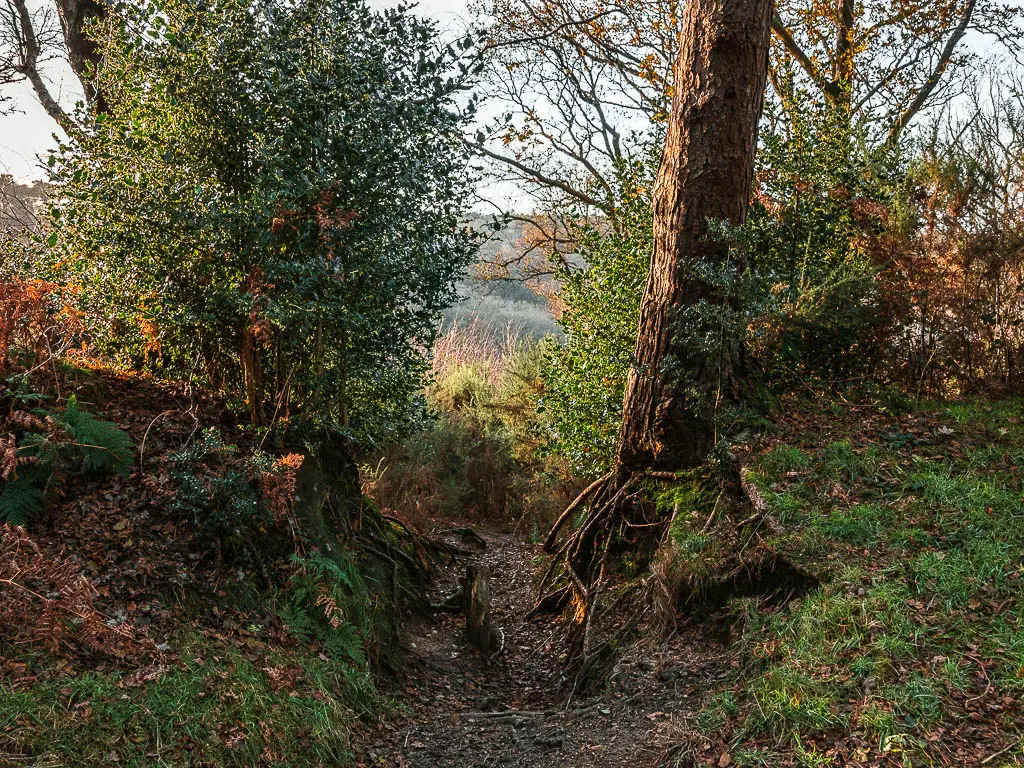 A small hidden dirt trail leading through the bushes to walk down to devil's punch bowl.