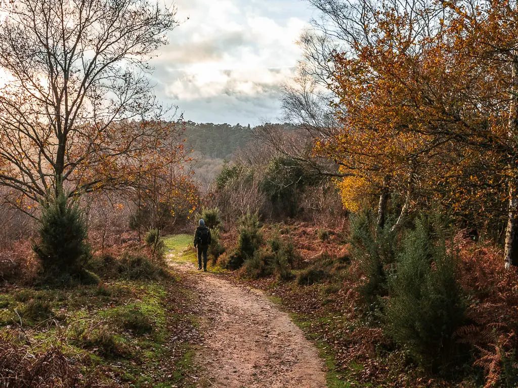 A man on a walk on a winding trail in devil's punch bowl in Surrey. the trail is surrounded by a moss covered ground with bushes and trees.