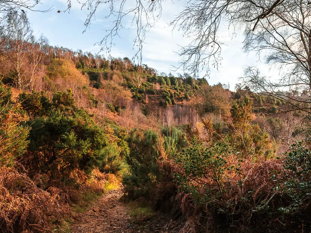 All the bushes and trees glowing from the sun on the walk in devil's punch bowl in Surrey.