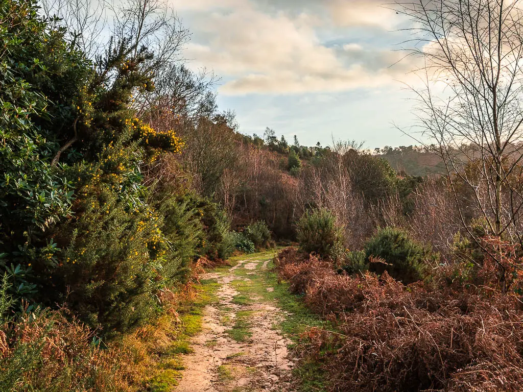 A dirt and grass trail leading through the bushes, heather and trees on the walk through devil's punch bowl in Surrey.