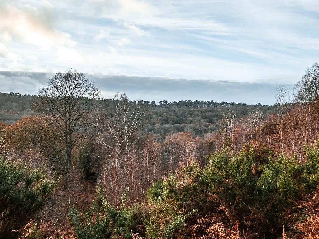 Looking across the tree top of the valley of devil's punch bowl.