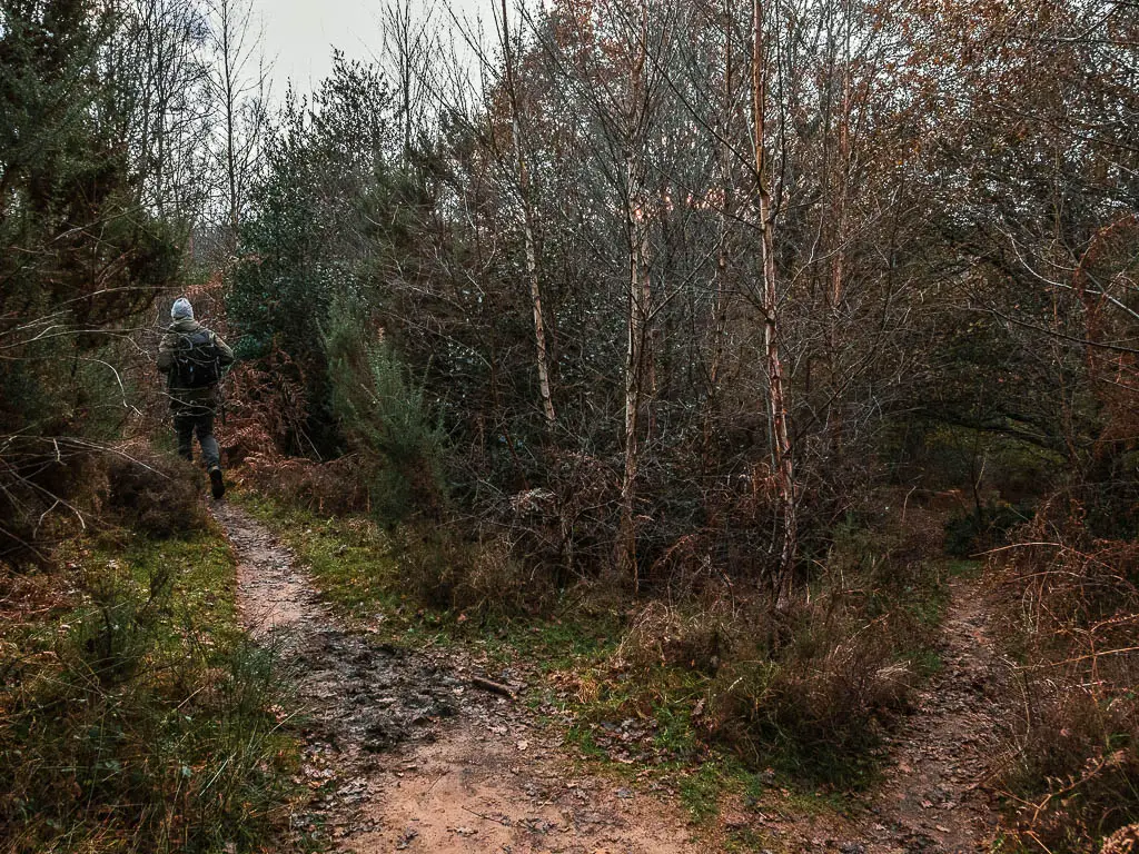 a man walking on a dirt trail through the bush and tree over growth.