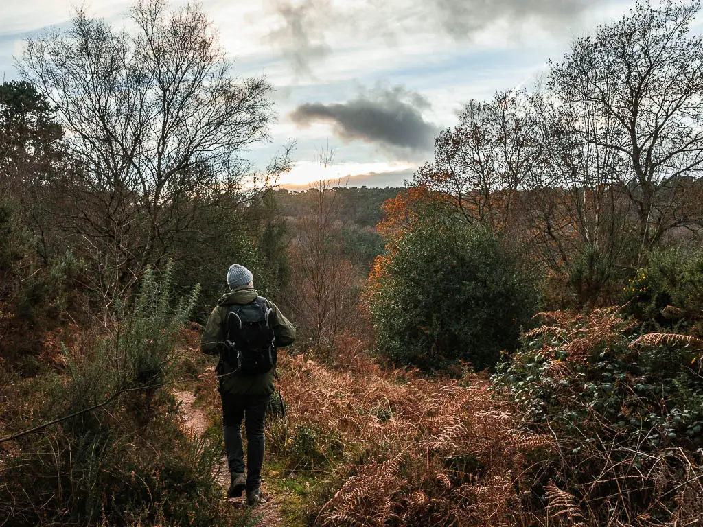 A man on a walk through the heather, bushes and trees in devil's punch bowl in Surrey.