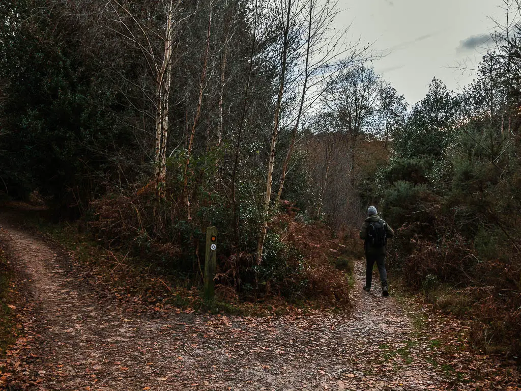 A man walking on the right trail spilt amongst the bushes and trees.