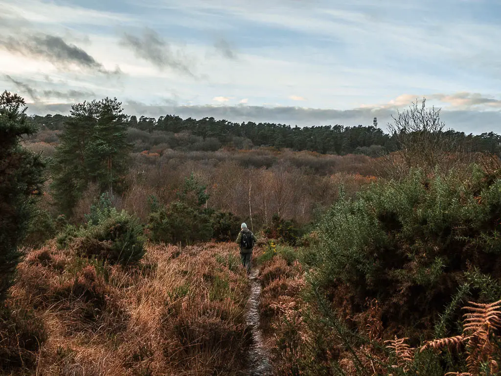 A man walking on a small trail surround by lots of greenery on one of the best Surrey Hills walks.