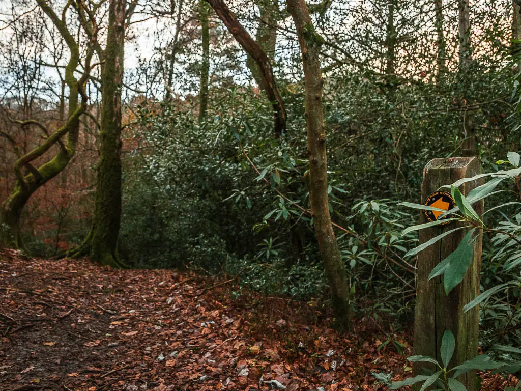 An almost hidden wooden trail signpost with an orange arrow, pointing to an opening in the woods.