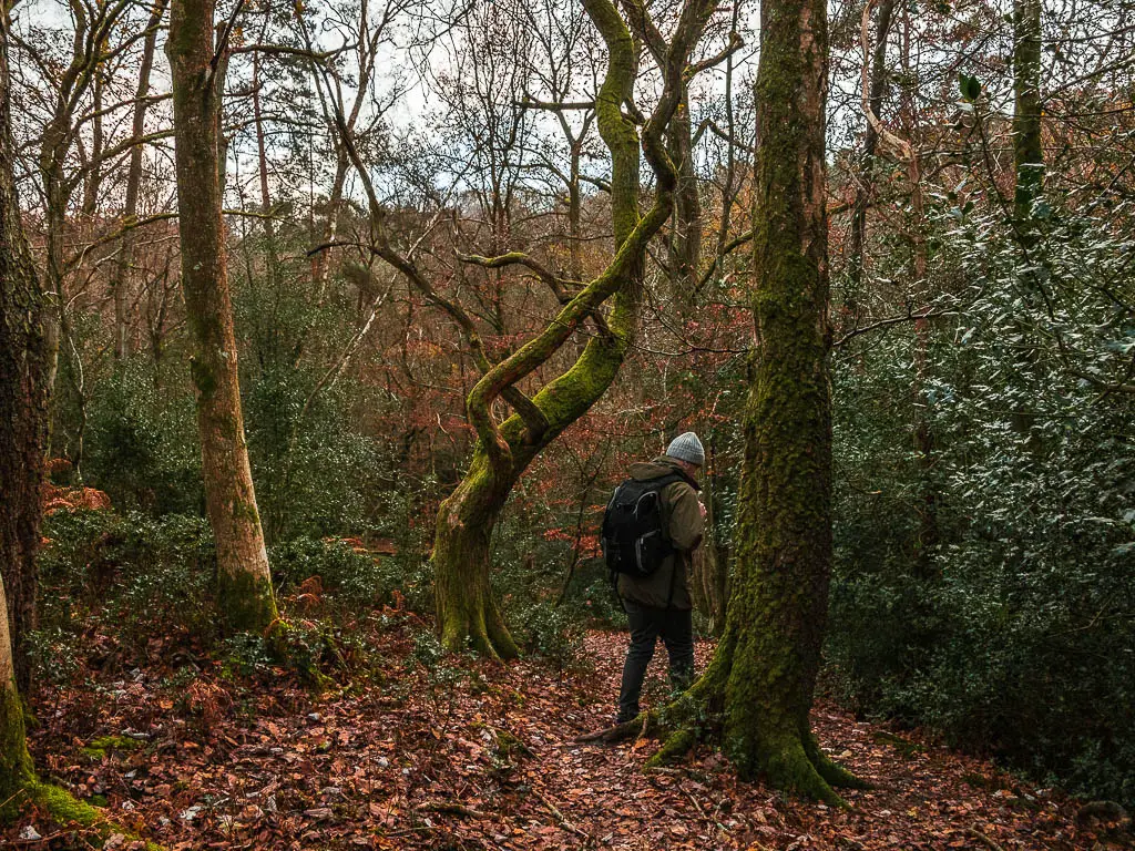 A man walking off-piste downhill past the trees on the walk through devil's punch bowl.