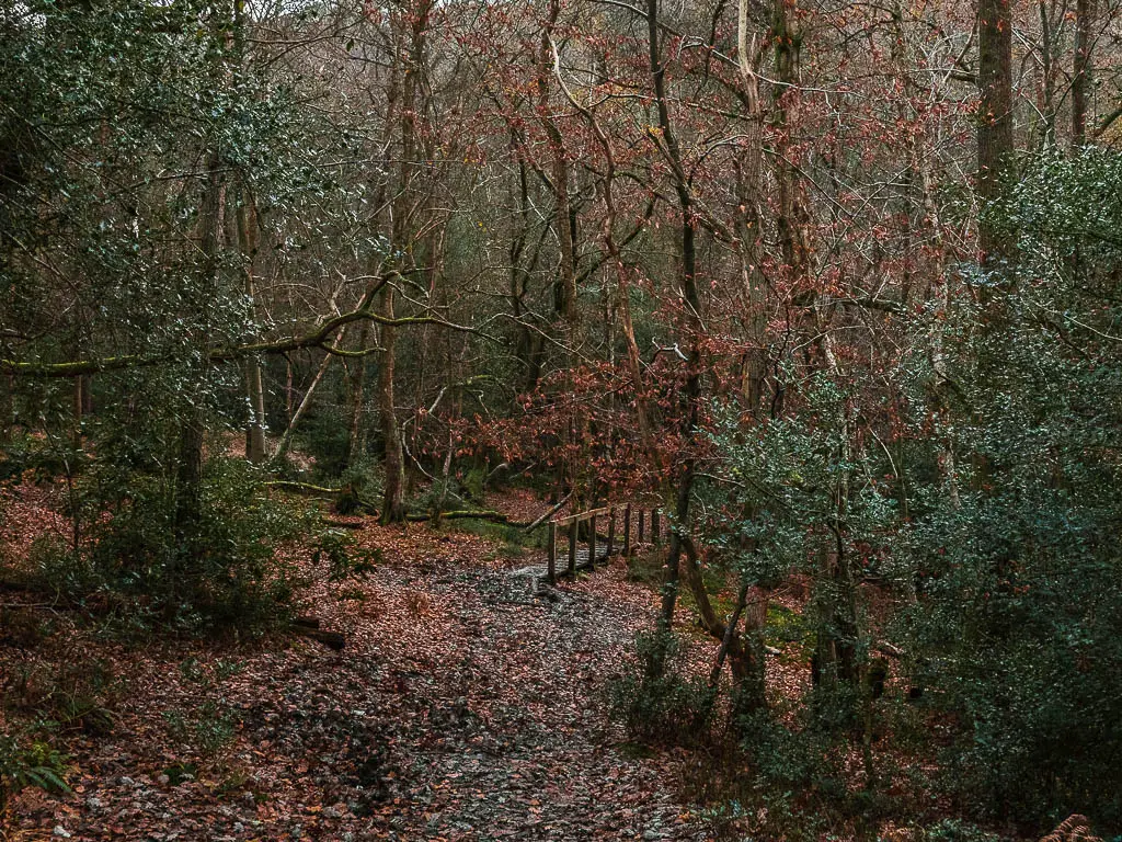 looking down through the woodland bushes and trees to a wooden bridge below, on the walk through devil's punch bowl in Surrey.