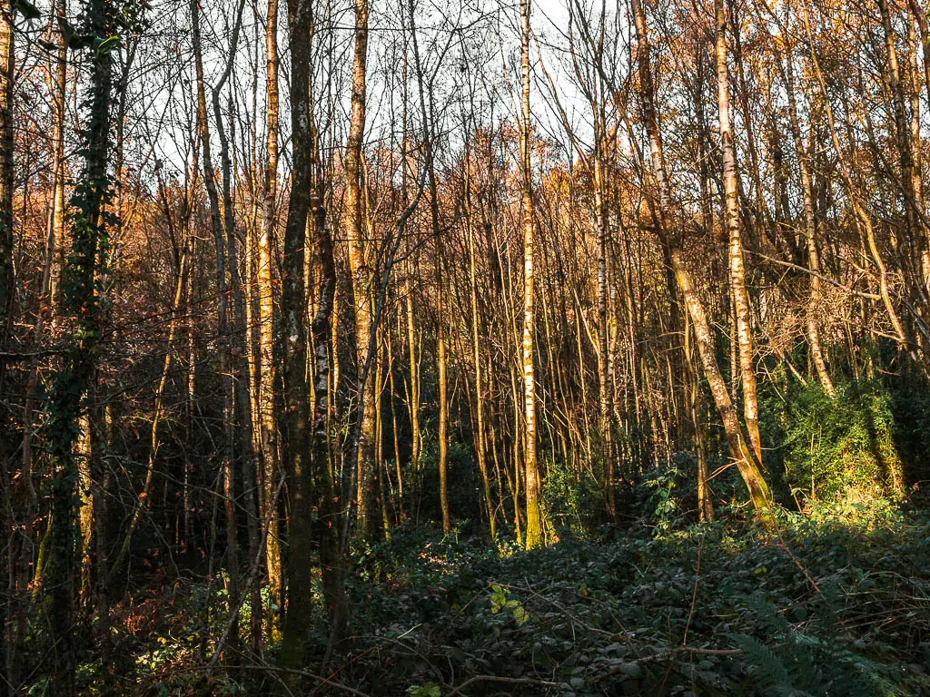 Dense woodland trees, with tall thin trunks on the walk out of Haslemere towards Hindhead and devil's punch bowl.