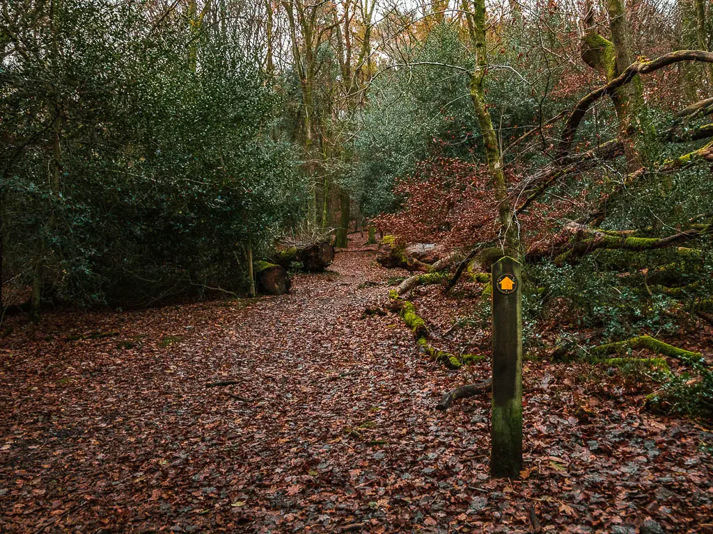 A wooden trail signpost with an orange arrow, on a leaf covered ground, pointing ahead through the bushes.