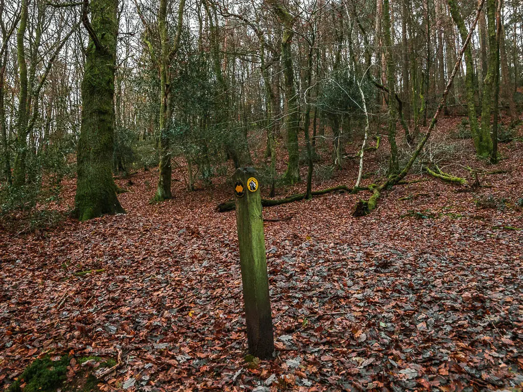 A wooden signpost with an orange arrow on a brown leaf covered ground in the woods. 