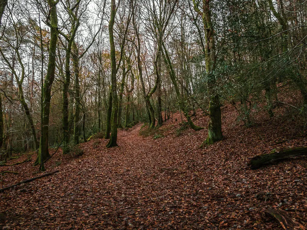 A left covered trail leading through the trees on the walk in Devil's punch bowl.