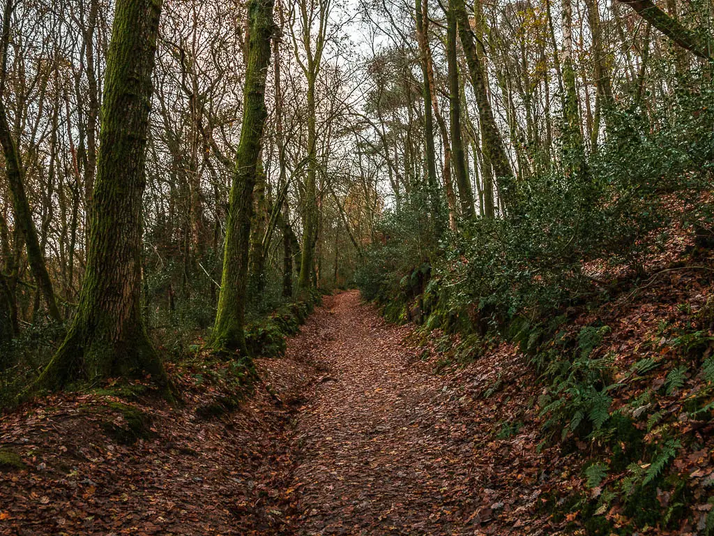 A leaf covered trail surrounded by bushes and trees leading uphill on the walk in Devil's punch bowl in Surrey.